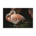 Trademark Fine Art Flamingo study Canvas Art by Kurt Shaffer