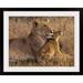 The Twillery Co.® Straub 'Baby Lion' w/ Mother by Henry Jager Photographic Print Metal | 26 H x 32 W x 1 D in | Wayfair