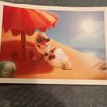 Disney Other | Disney Lithograph Of Frozen Free With $$$ | Color: Tan | Size: Osbb