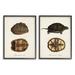 Stupell Industries Study of Antique Turtles Shells Latin Script - 2 Piece Graphic Art Print Set Wood in Brown | 14 H x 11 W x 1.5 D in | Wayfair