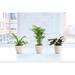 Thorsen's Greenhouse 3 Piece Pet Safe Houseplant Set | 8 H x 4.5 D in | Wayfair 4 pet friendly-thin-natural