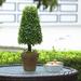 Primrue 16" Artificial Boxwood Topiary in Pot Set Resin/Plastic | 16 H x 6 W x 6 D in | Wayfair A4AC59CC972D44AF8BA1308658BA3DC1