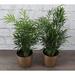 Thorsen's Greenhouse Live Parlor Palm Plant in Gold Pots | 8 H x 4.5 D in | Wayfair 2pk 4 NB Palm-holiday