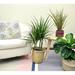 Costa Farms Dracaena Plant in Basket in Gray | 36 H x 9 D in | Wayfair CO.MA10.4D.UP.SG