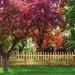 Outdoor Essentials 42" H x 3.5" W Western Red Cedar French Gothic Fence Pickets Wood in Brown | 42 H x 3.5 W x 0.63 D in | Wayfair 239672