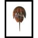 Breakwater Bay Horseshoe Crab II by Damon Crook - Picture Frame Print Paper, Solid Wood in Black | 16.5 H x 13.5 W x 1 D in | Wayfair