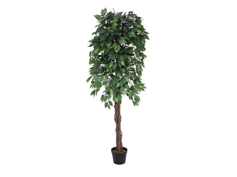 EUROPALMS Ficus-Benjamini Multi-Stamm, Kunstpflanze, 180cm Image