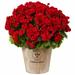 August Grove® Geranium Flowering Plant in Farmhouse Planter UV Resistant (Indoor/Outdoor) Polyester/Faux Silk/Plastic/Fabric in Red | Wayfair