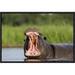 East Urban Home 'Hippopotamus Male Displaying, Moremi Game Reserve, Okavango Delta, Botswana' Framed Photographic Print in Gray/Green | Wayfair