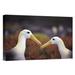 East Urban Home Waved Albatross Courtship Display, Galapagos Islands, Ecuador - Wrapped Canvas Photograph Print Canvas, in Brown/White | Wayfair