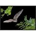 East Urban Home 'Egyptian Fruit Bat Flying, Michigan' Framed Photographic Print in Black/Green | 12 H x 18 W x 1.5 D in | Wayfair EAAC7710 39223197