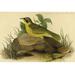 Buyenlarge Delafields Ground Warbler by John James Audubon Unframed Print in White | 24 H x 36 W x 1.5 D in | Wayfair 0-587-64700-LC2436