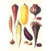 Buyenlarge Eggplant Nuts & Tubers - Graphic Art Print in White | 36 H x 24 W x 1.5 D in | Wayfair 0-587-28543-5C2436