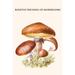 Buyenlarge 'Boletus The King of Mushrooms' by Edmund Michael Graphic Art in White | 36 H x 24 W x 1.5 D in | Wayfair 0-587-30035-3C2436