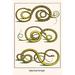 Buyenlarge Snakes from New Spain - Graphic Art Print in White | 36 H x 24 W x 1.5 D in | Wayfair 0-587-29733-6C2436