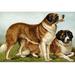 Buyenlarge Rough Coated St. Bernards by Vero Shaw - Graphic Art Print in White | 24 H x 36 W in | Wayfair 0-587-29182-6C2436