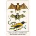 Buyenlarge Bulldog Bat Short-Tailed Bat Bats Black Headed Oriole & Snake - Graphic Art Print in White | 36 H x 24 W x 1.5 D in | Wayfair