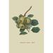 Buyenlarge 'Robinson's Pippin Apple' by William Hooker Painting Print in White | 36 H x 24 W x 1.5 D in | Wayfair 0-587-30866-4C2436
