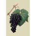 Buyenlarge 'Black Prince Grape' by William Hooker Painting Print in White | 36 H x 24 W x 1.5 D in | Wayfair 0-587-30871-0C2436