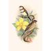 Buyenlarge 'Bicheno's Finch & Cherry Finch' by F.W. Frohawk Graphic Art in White | 36 H x 24 W x 1.5 D in | Wayfair 0-587-29559-7C2436