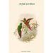 Buyenlarge Psitteuteles Arfaka Arfak Lorikeet - Graphic Art Print in White | 36 H x 24 W x 1.5 D in | Wayfair 0-587-31784-1C2436