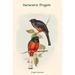 Buyenlarge 'Trogon Surucura -Surucura Trogon' by John Gould Graphic Art in White | 36 H x 24 W x 1.5 D in | Wayfair 0-587-31843-0C2436