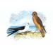 Buyenlarge Swallow-Tailed Kite & Marsh Hawk by Theodore Jasper Painting Print in White | 24 H x 36 W x 1.5 D in | Wayfair 0-587-03823-3C2436