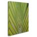 Trademark Fine Art Palm 4 by Patty Tuggle - Wrapped Canvas Photograph Print Canvas | 19 H x 14 W x 2 D in | Wayfair PT01262-C1419GG