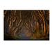 Trademark Fine Art 'The Dark Hedges in The Morning Sunshine' Photographic Print on Wrapped Canvas in Green | 12 H x 19 W x 2 D in | Wayfair