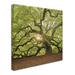 Trademark Fine Art 'The Tree Square-Edit OL' Photographic Print on Wrapped Canvas Fabric in Green | 14 H x 14 W x 2 D in | Wayfair ALI6051-C1414GG