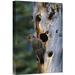 East Urban Home Alaska Slana 'Northern Flicker pecker Near Nest Cavity' - Photograph Print on Canvas in Gray/Green | 18 H x 12 W x 1.5 D in | Wayfair