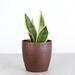 Thorsen's Greenhouse Live Laurentii Snake Plant in Classic Pot, Copper | 12 H x 4.5 D in | Wayfair 4 Snake Laurentii-Core-Copper