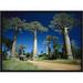 East Urban Home 'Grandidier's Baobab Trees Beside Road' Framed Photographic Print on Canvas in Blue/Green | 12 H x 16 W x 1.5 D in | Wayfair