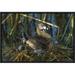 East Urban Home 'Pied-Billed Grebe Parent w/ Calling Chick on Nest' Framed Photographic Print on Canvas in Gray/Green | Wayfair URBH5303 38225609