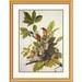 Global Gallery American Robin by John James Audubon Framed Painting Print Paper in Green | 26 H x 21.36 W x 1.5 D in | Wayfair DPF-198042-16-102