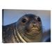 East Urban Home 'Northern Elephant Seal Pup' Photographic Print on Canvas in Blue/Brown | 25.56 H x 36 W x 1.5 D in | Wayfair URBH7427 38403295