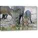 World Menagerie TX, Javelina Adult & Juvenile Drinking at Water by Dave Welling - Photograph Print on Canvas in Brown/Gray | Wayfair