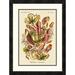 Global Gallery 'Haeckel Nature Illustrations: Pitcher Plants' by Ernst Haeckel Framed Vintage Advertisement Paper in Green/Pink | Wayfair