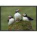 Global Gallery Atlantic Puffin Group, Faroe Islands by Rinie van Meurs Framed Photographic Print on Canvas Paper | 12 H x 18 W x 1.5 D in | Wayfair