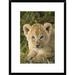 Global Gallery 'African Lion Five Week Old Cub, Vulnerable, Masai Mara National Reserve, Kenya' Framed Photographic Print | Wayfair
