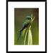 Global Gallery 'Violet-Tailed Sylph Male, Ecuador' Framed Photographic Print Paper in Green | 24 H x 18 W x 1.5 D in | Wayfair DPF-395559-1218-266