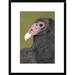 Global Gallery 'Turkey Vulture, Howell Nature Center, Michigan' Framed Photographic Print Paper in Black/Green | 24 H x 18 W x 1.5 D in | Wayfair