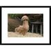 Global Gallery 'Domestic Chicken, Poland Chamois Buff Laced Cock' Framed Photographic Print Paper in Brown | 18 H x 24 W x 1.5 D in | Wayfair