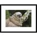 Global Gallery 'Hoffmanns Two-Toed Sloth, Aviarios Sloth Sanctuary, Costa Rica' Framed Photographic Print Paper in Green | Wayfair