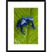 Global Gallery 'Blue Poison Dart Frog Very Tiny Poisonous Frog, Native To South America' Framed Photographic Print Paper in Blue/Green | Wayfair