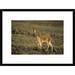 Global Gallery 'Vicuna, Pampa Galeras Nature Reserve, Peru' Framed Photographic Print Paper in Green | 18 H x 24 W x 1.5 D in | Wayfair