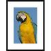 Global Gallery 'Blue & Yellow Macaw Portrait' Framed Photographic Print Paper in Blue/Yellow | 24 H x 18 W x 1.5 D in | Wayfair DPF-453228-1218-266
