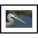 Global Gallery 'Great Blue Heron w/ Juvenlile Mullet, Galapagos Islands' Framed Photographic Print Paper in Blue/Gray | Wayfair