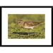 Global Gallery 'Pectoral Sandpiper, Michigan' Framed Photographic Print Paper in Green | 18 H x 24 W x 1.5 D in | Wayfair DPF-397259-1218-266