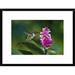 Global Gallery 'Scintillant Hummingbird Feeding at & Pollinating Flowers of Epiphytic Orchid, Monteverde Cloud Forest Reserve | Wayfair